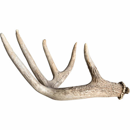 Deer Antler, Medium – High Fashion Home