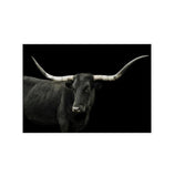 Longhorn 4 Framed-Accessories Artwork-High Fashion Home